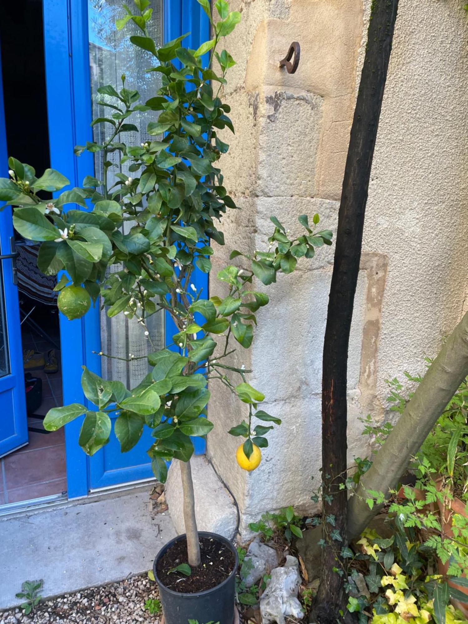 Appartement Cosy Malaucène Dış mekan fotoğraf